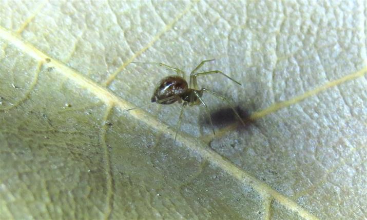 Linyphiidae:  cfr.  Lepthyphantes sp.  - Costa de Caparica (Portogallo)